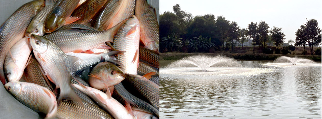 Vet Varsity Experts share Winter Care Tips for Fish Farming